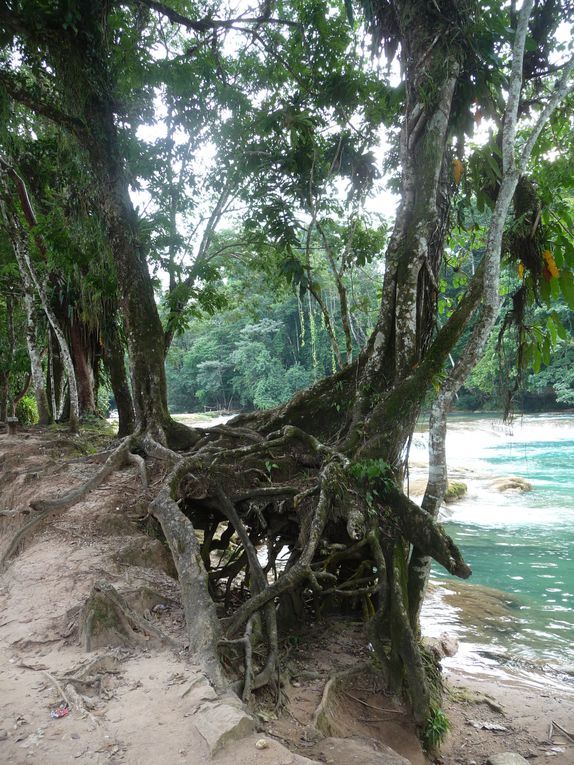 Album - 32.Palenque (mex-nov.)