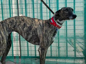 levrier galguita d'espagne 2 ans tres gentille a l'adoption chez sos chiens galgos