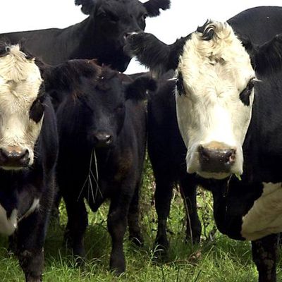 Les flatulences bovines ont un avenir comme carburant