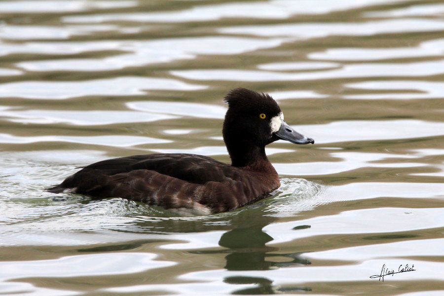 Canard fuligule morillon