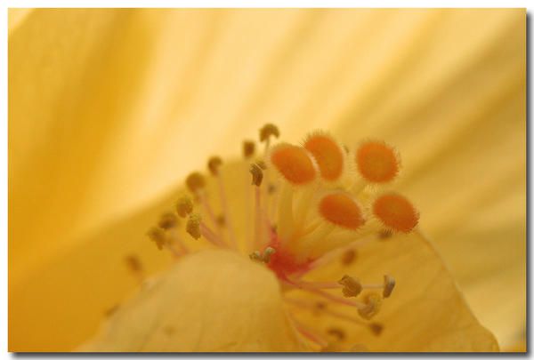 Album - fleurs-et-feuilles