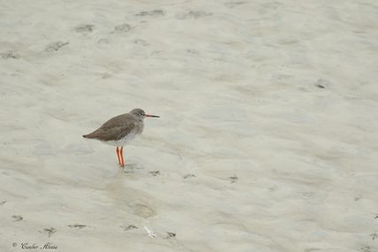 Chevalier gambette (Tringa totanus)