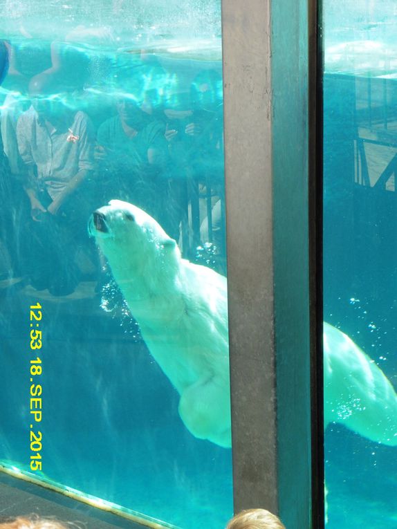 zoo de Saint Félicien (ours, porc épic, chien de prairie...)