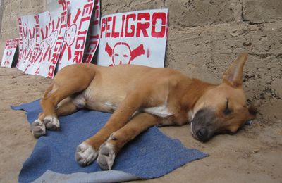 Tarapoto: El perro tipico de Peru