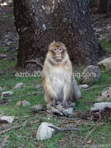 macaques de Barbarie (Macaca sylvanus) ou singe magot, dans une forêt de cèdres du moyen-Atlas marocain