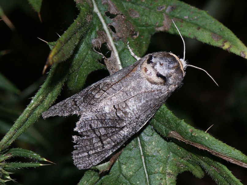 Album - 3b---Papillons-de-nuit