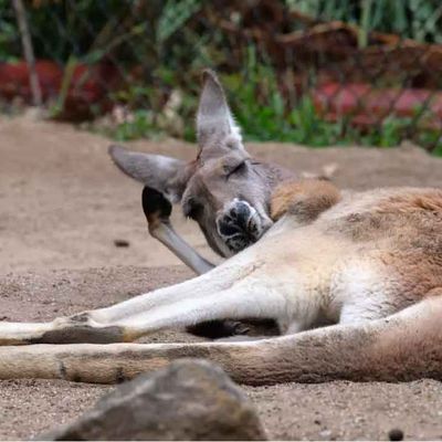 Versace arrête d’utiliser la peau de kangourous