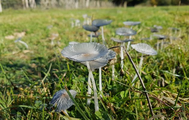 Grand gibier et champignons !