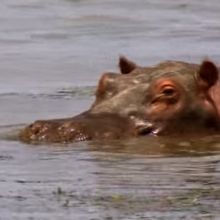 RDC : Les hippopotames du lac Edward