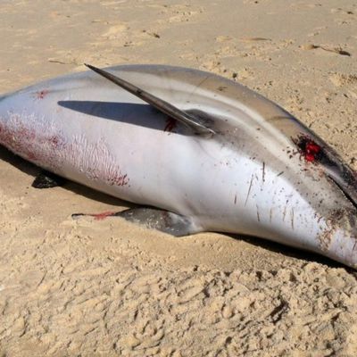 Echouage massif de dauphins sur les côtes françaises