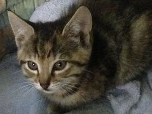 ADOPTION CHATONS - FRATRIE DE 4 CHATONS