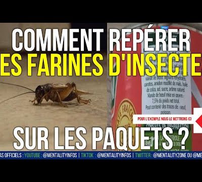 Farines de grillons, d'insectes, de larves : quelques courtes vidéos autour de ce thème 