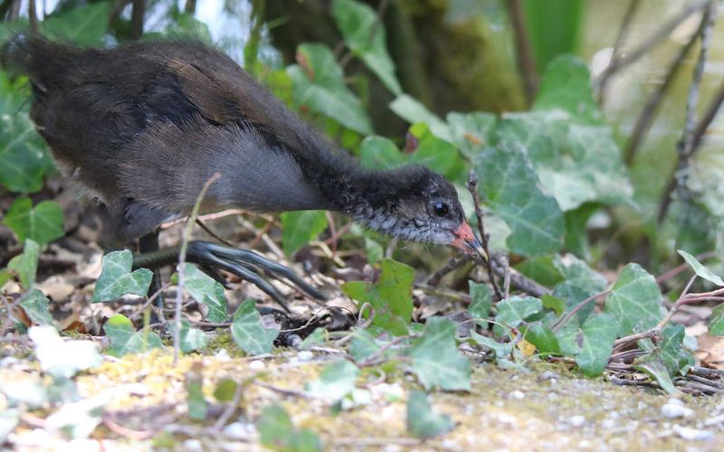 Foulque macroule et nouvelles de la jeune poule d'eau