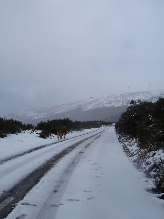 Neige à Madère en Mars 2011 - Episode rare sur cette île.