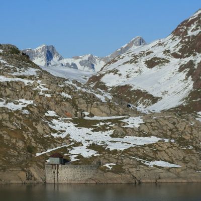 Les isards du lac d'Estaens