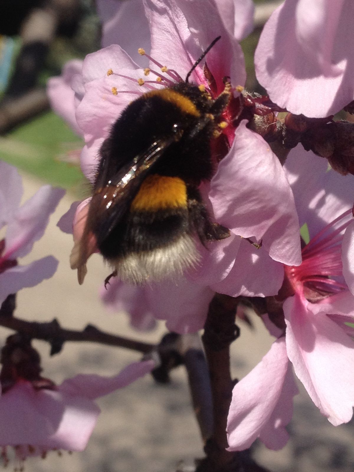 bee bumble bee flower spring