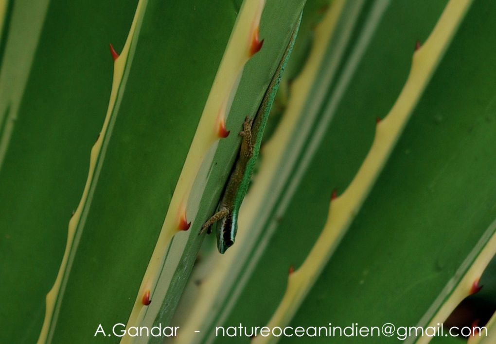 Photos du Gecko vert de Manapany, Phelsuma inexpectata, reptile endémique de La Réunion