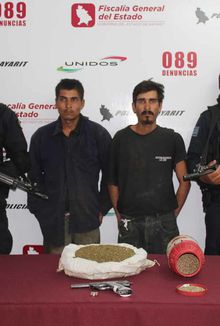 Destruye Policía Nayarit Sembradío de Marihuana y Detiene a Dos Hombres Armados