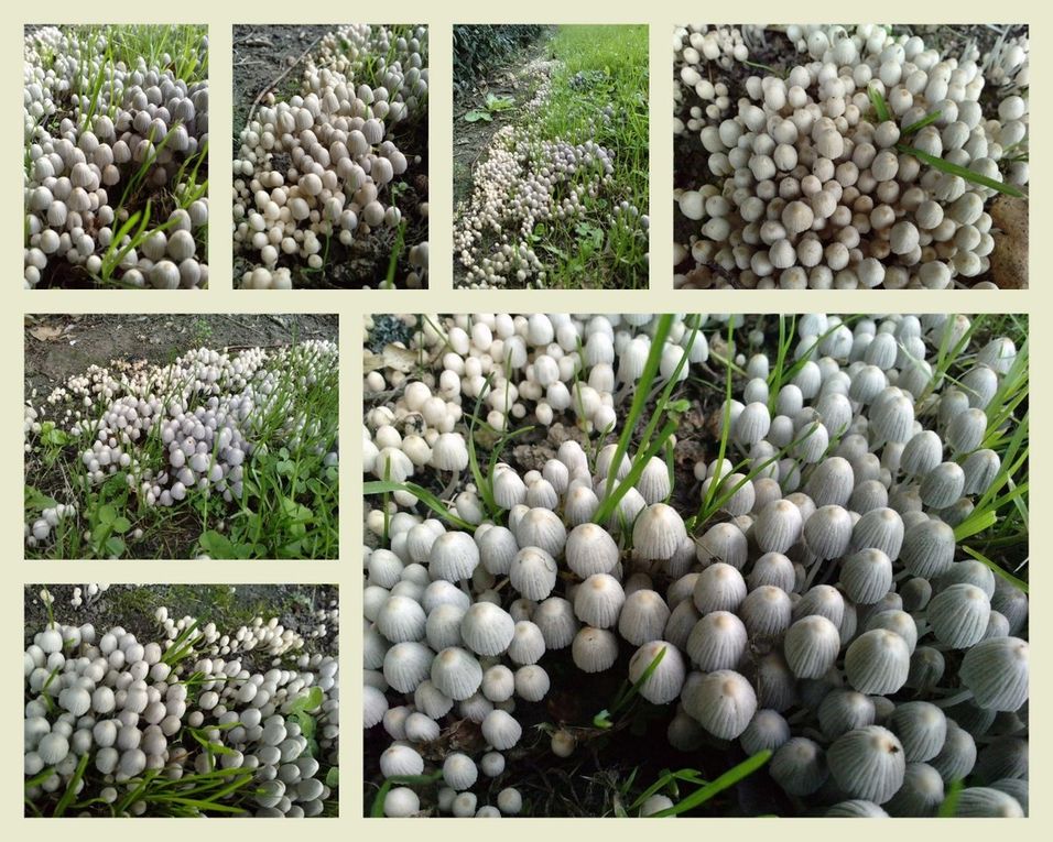 Album - Sorties-Nature