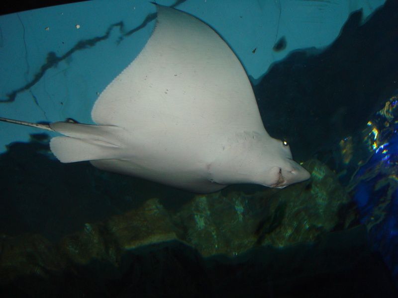 Album - L'aquarium de Sydney