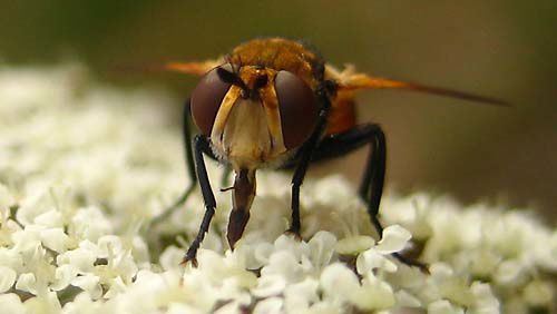 Album - tachinidae