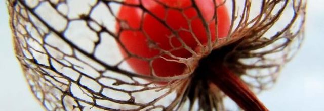 La Cerise de Jérusalem