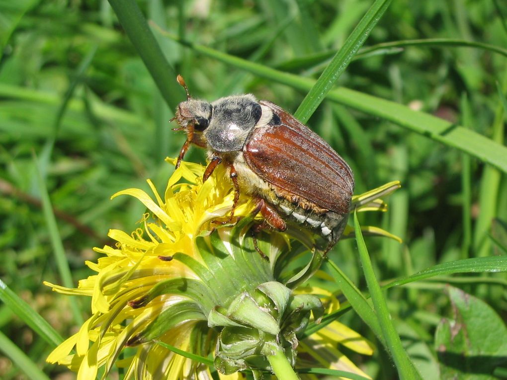 La plupart des membres de notre association étant aussi passionnés par la nature, nous vous exposons quelques photos que nous avons pu faire lors de nos sorties.