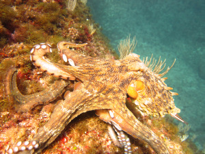 LE POULPE Octopus vulgaris