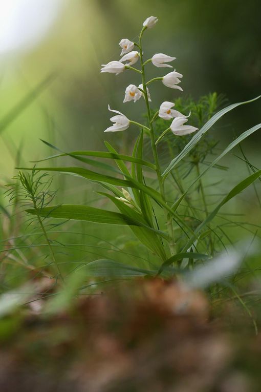 Cette orchidée est facilement reconnaissable à sa couleur blanche et à son labelle orangé très peu développé. La fleur est sans éperon, les sépales externes forment un casque.
