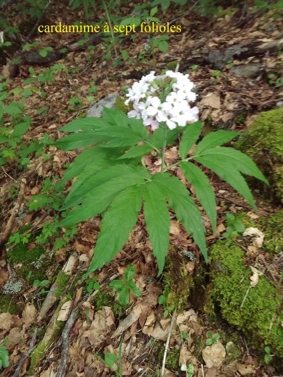 Merci à Nathalie pour les photos de fleurs et leur identification