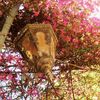 Bougainvillée