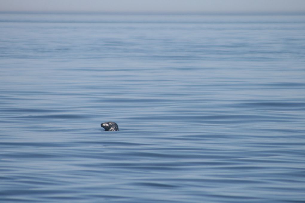 Album - Baleines-du-St-Laurent