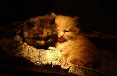 Les chatons de Chaminette 2/2