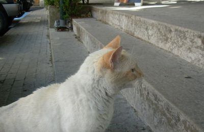 Chat des rues