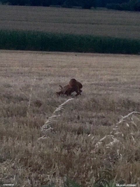 17 juillet, il est 22h, je me balade avec ma petite fille Léonie après une belle journée, soudain les voilà qui surgissent d'une prairie, c'est une véritable poursuite qui se transforme sous nos yeux en bagarre, ils ne nous ont même pas remarqué sur le bord de la route, je n'ai que mon téléphone pour ces clichés, j'ai vraiment regretté de ne pas avoir l'appareil photo ! À l'issue de cette confrontation assez violente, l'un des cervidés s'est enfui dans un champ de maïs alors que le deuxième est reparti vers la prairie d'où nous les avons vu surgir. 