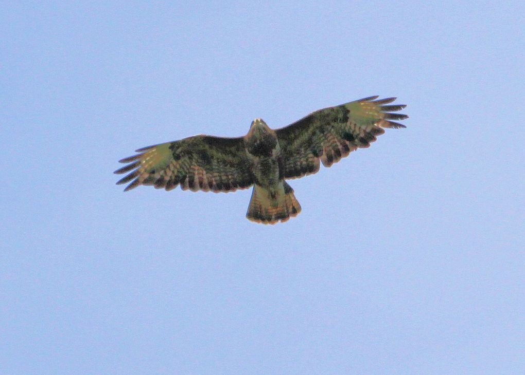 Bondrée apivore et Buse variable