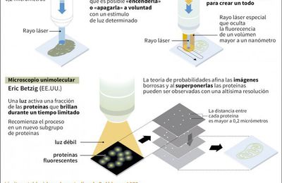 L'ART DE MIRAR PEL MICROSCOPI (II)