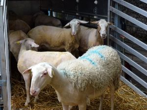 Les brebis avant et après...et la laine en tas.