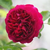 Rouge, or et puis….