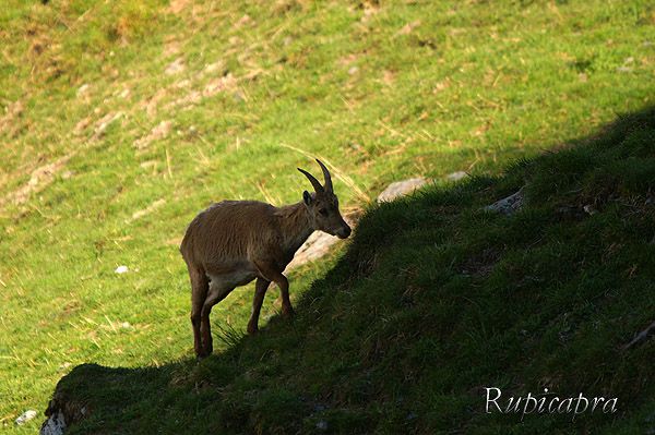 Album - Animaux