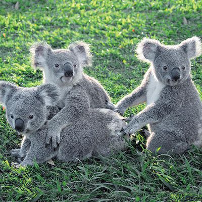 Lone pine Koala Sanctuary in Brisbane