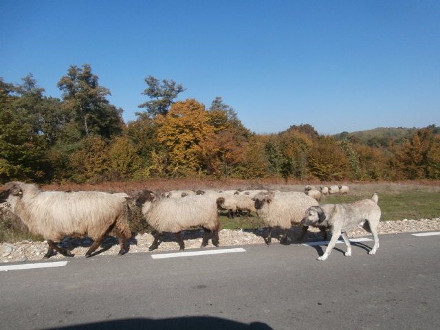 une excursion vers Dobresti et ses environs puis vers Lugoj et Arad