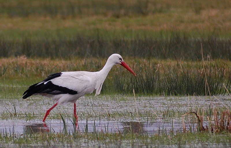 La Cigogne blanche (Ciconia ciconia) est très fréquente dans les marais normands où elle nidifie.