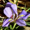 Iris d'automne...