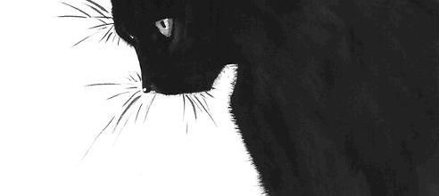 De combien de vies dispose votre chat ? Sept vies ou neuf vies, telle est la question !