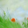 Coquelicots dans le vent.