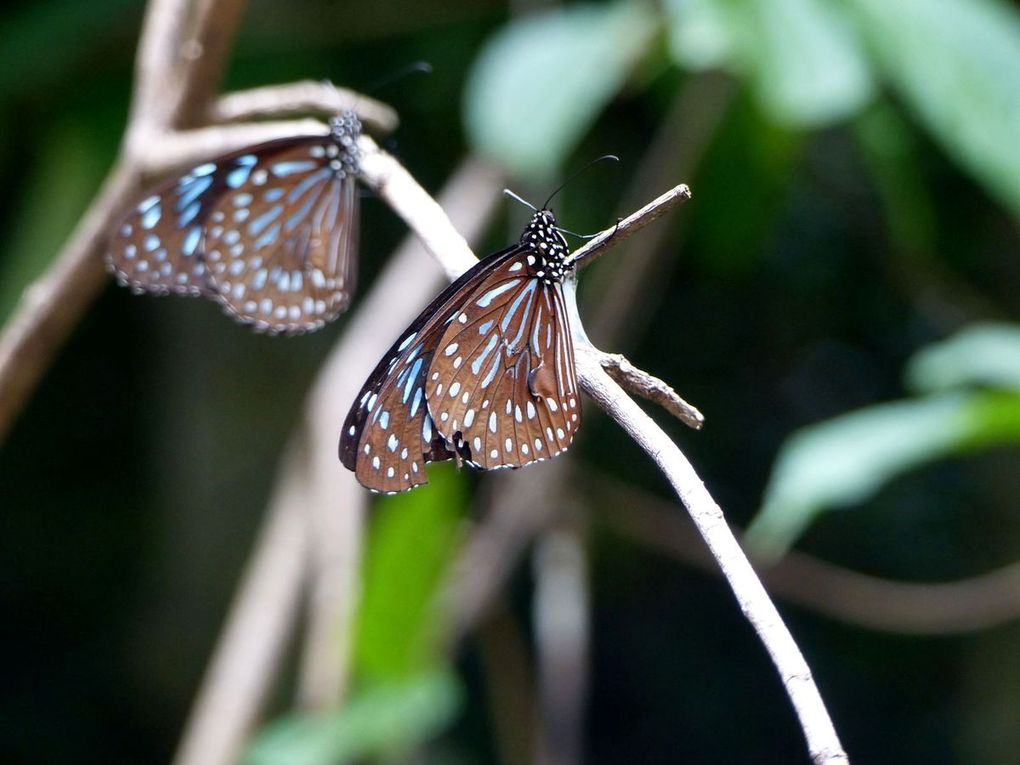 Difficile de restituer en photos la beauté de ces insectes lorsqu'ils sont en vol... 