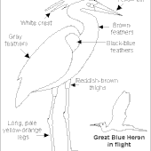 Great Blue Heron Printout- EnchantedLearning.com