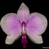 Le sous-genre Proboscidioides : Phalaenopsis lowii