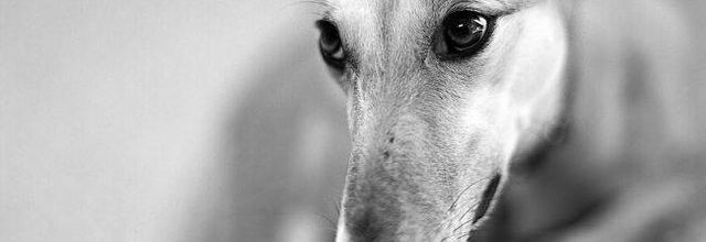 Si matas un galgo, no eres un cazador, eres uno de los peores homicidas